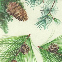 Christmas Pines and Greenery Holiday Print Paper ~ Tassotti 